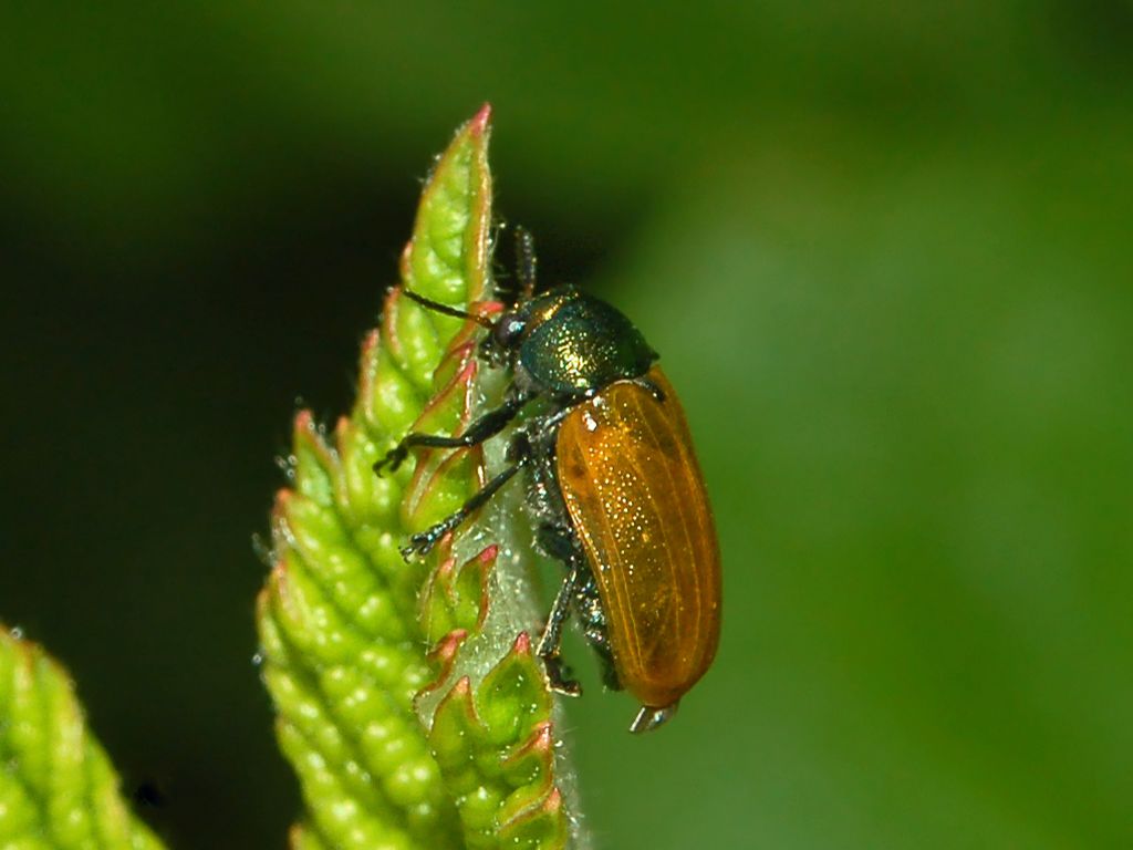 Labidostomis longimana (Chrysomelidae)